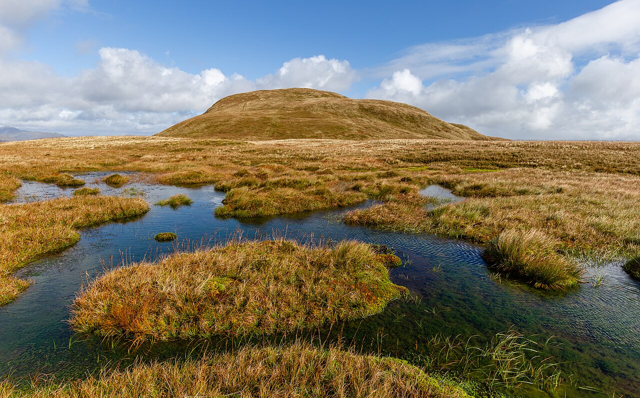 Bog