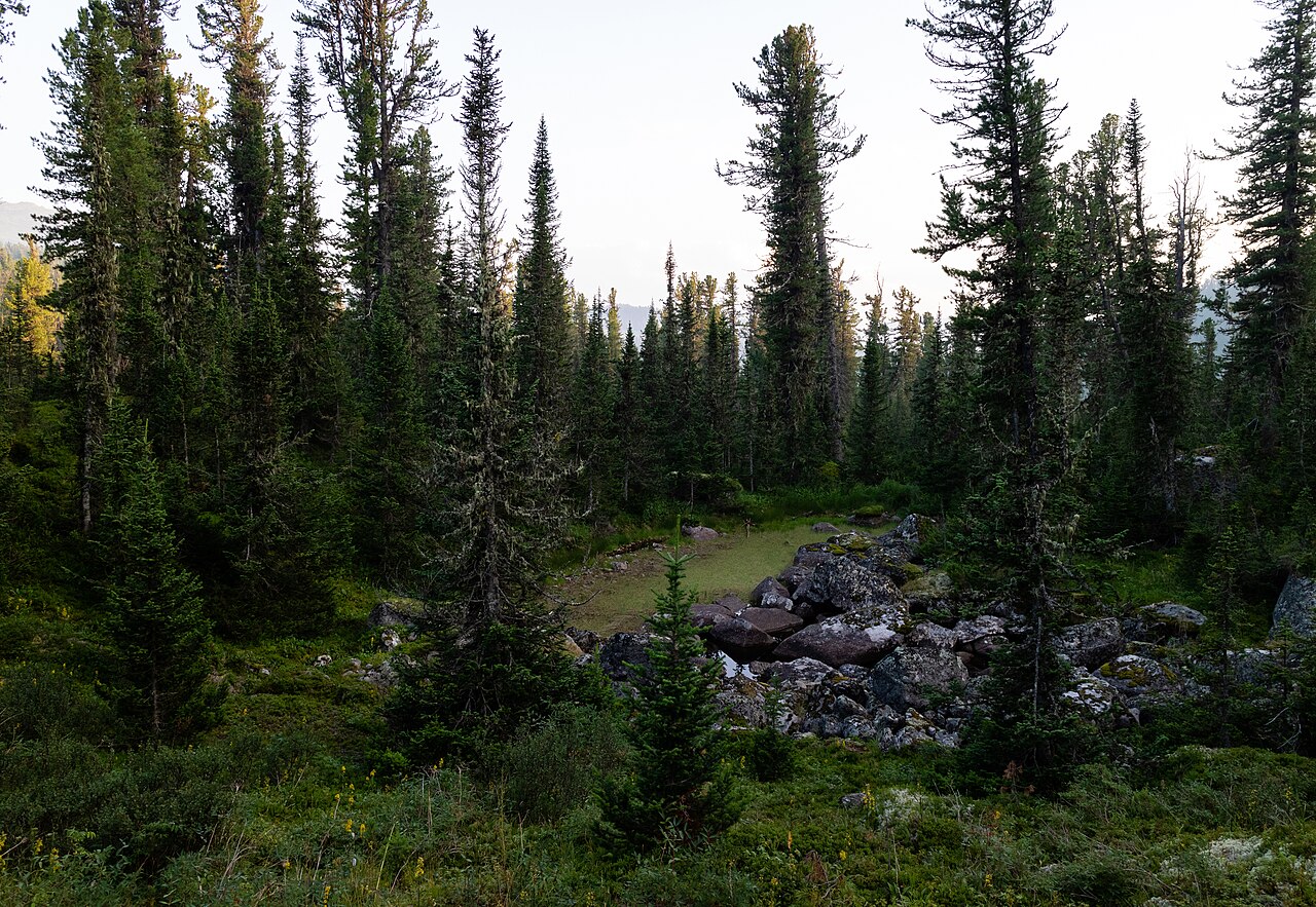 Bog