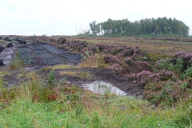 Bog