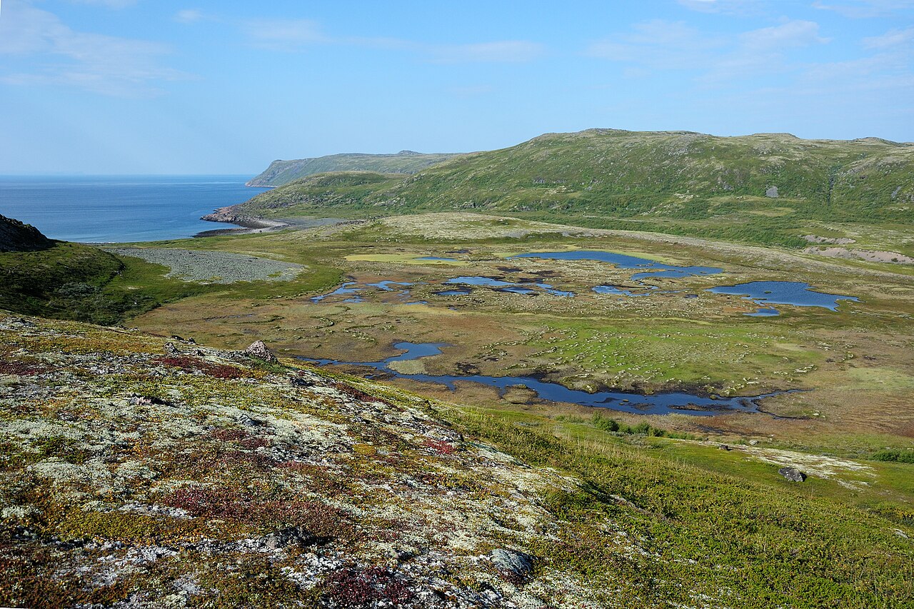 Bog