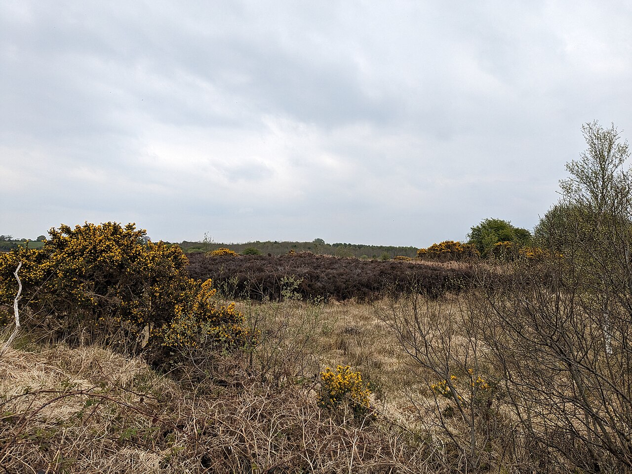 Bog