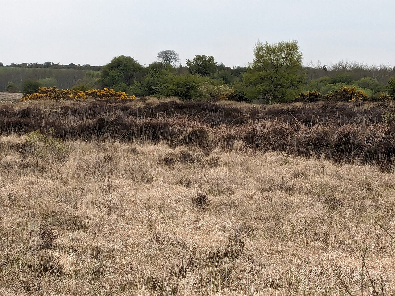 Bog