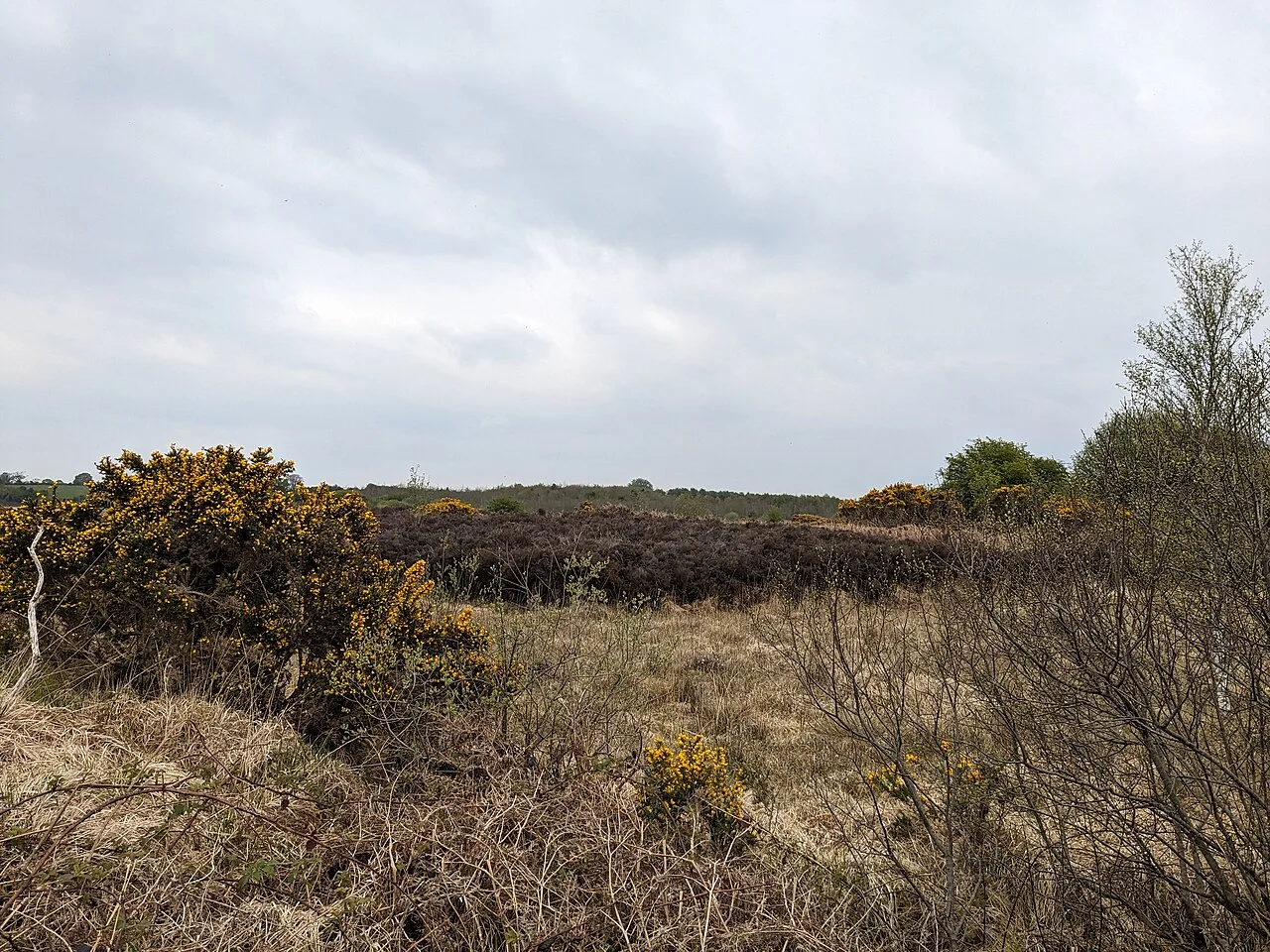 Bog